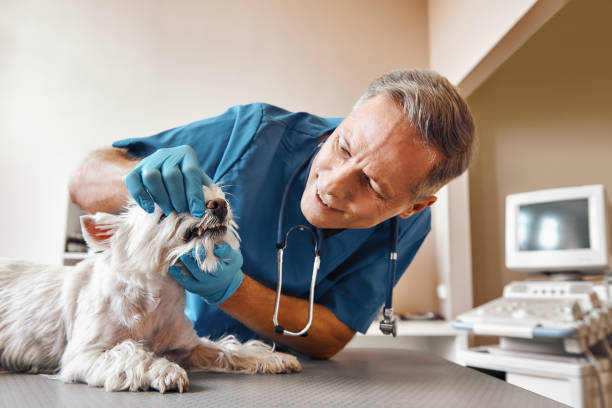 Best Emergency Treatment for Dental Infections or Abscesses in Woodburn, VA